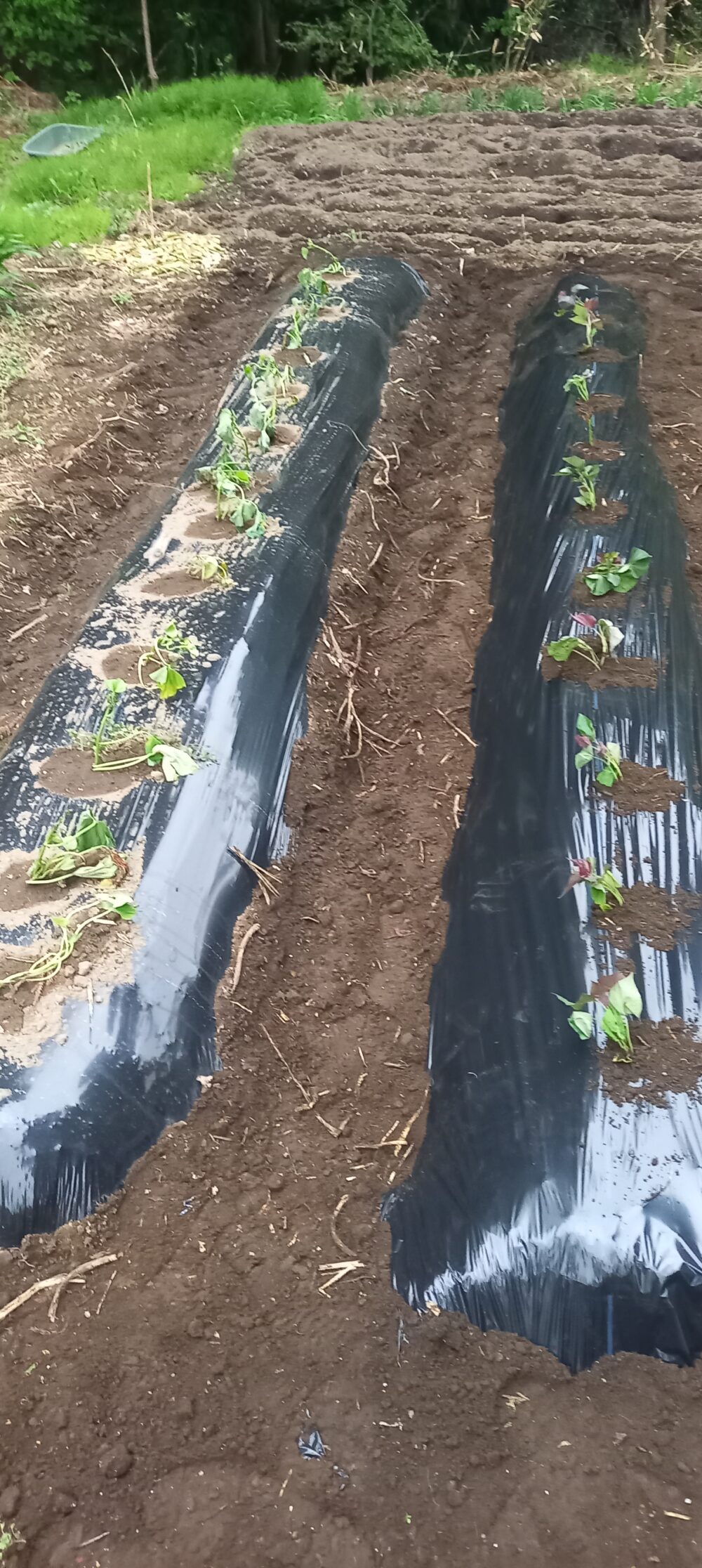 サツマイモ　マルチシート