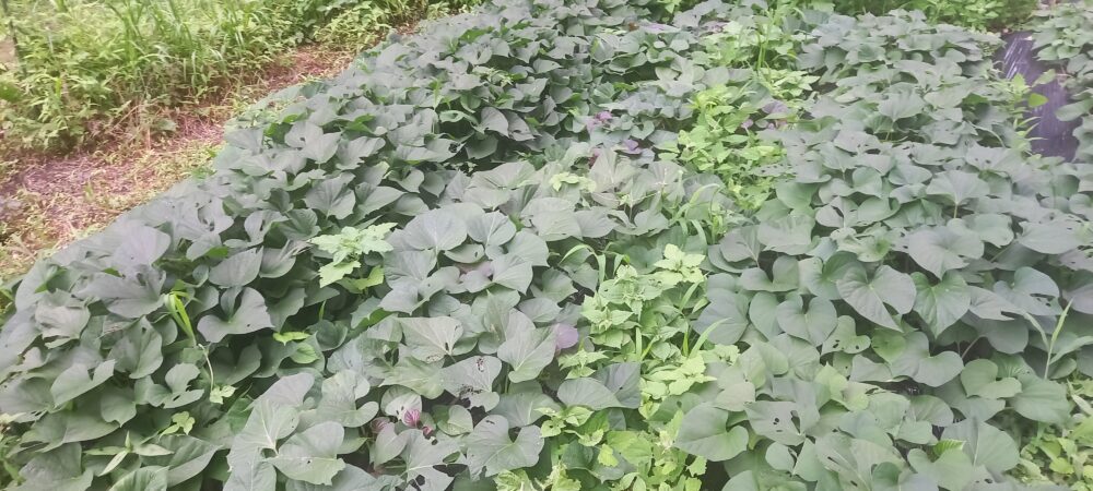 サツマイモ　6月