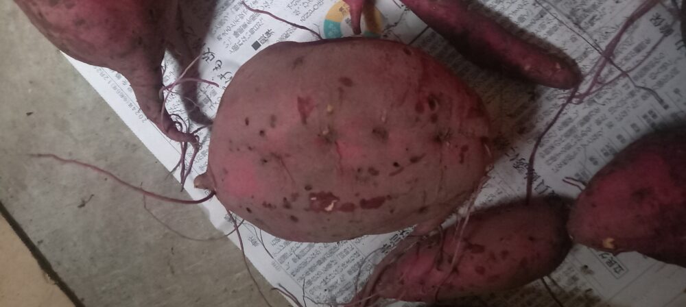 サツマイモ　センチュウ